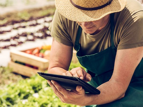 A person in a field is using a tablet; vegetables and plants are in the background