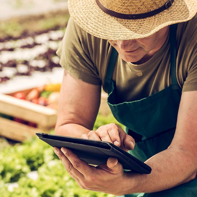 A person is using a tablet in a vegetable field